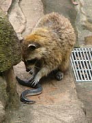 ���饤���ޤΥ����ˡ֥��ʥ��ס����ѱ��������٥�Ȥ�